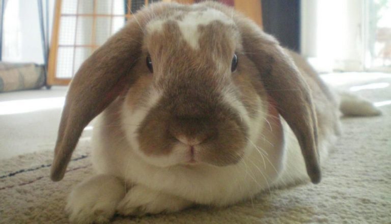 Everything You Need to Know About the American Fuzzy Lop Rabbit - Get ...