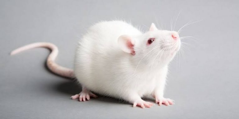 Everything You Need To Know About The Albino Rat Get Petbox